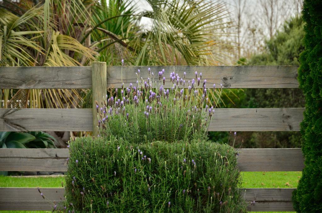 Lavender Lodge Tauranga Exterior foto